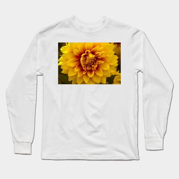 Beautiful Yellow Dahlia Close Up Long Sleeve T-Shirt by photogarry